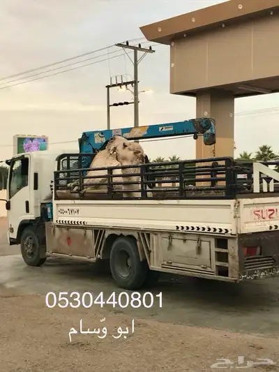 دنة متجه لمزاد السعيره 0