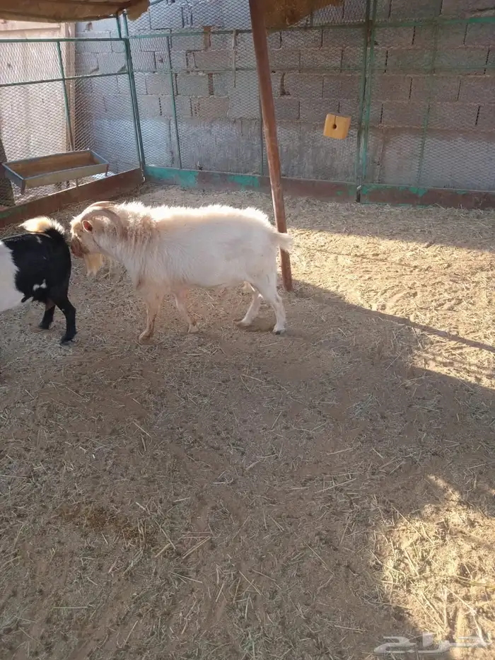 غنم (تيس قزم) 1