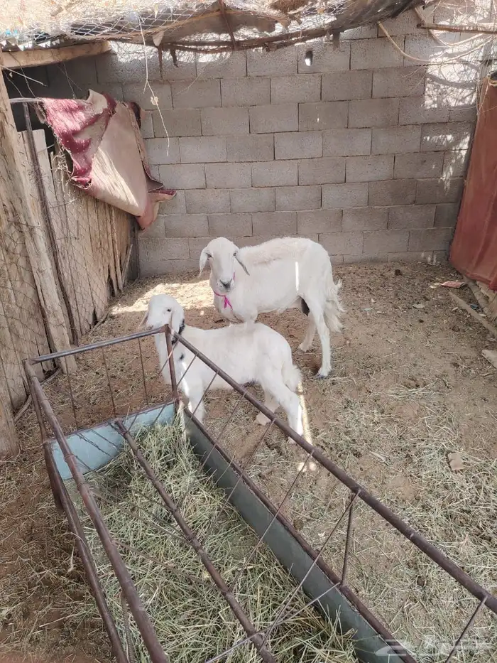 نعجه متبع 0