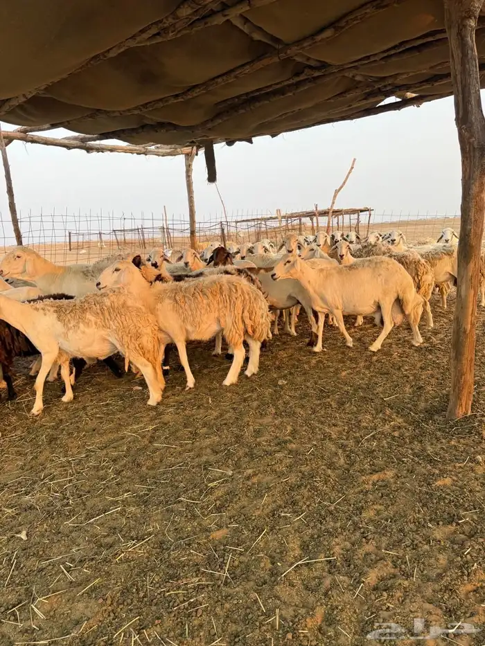 القنفذه 6