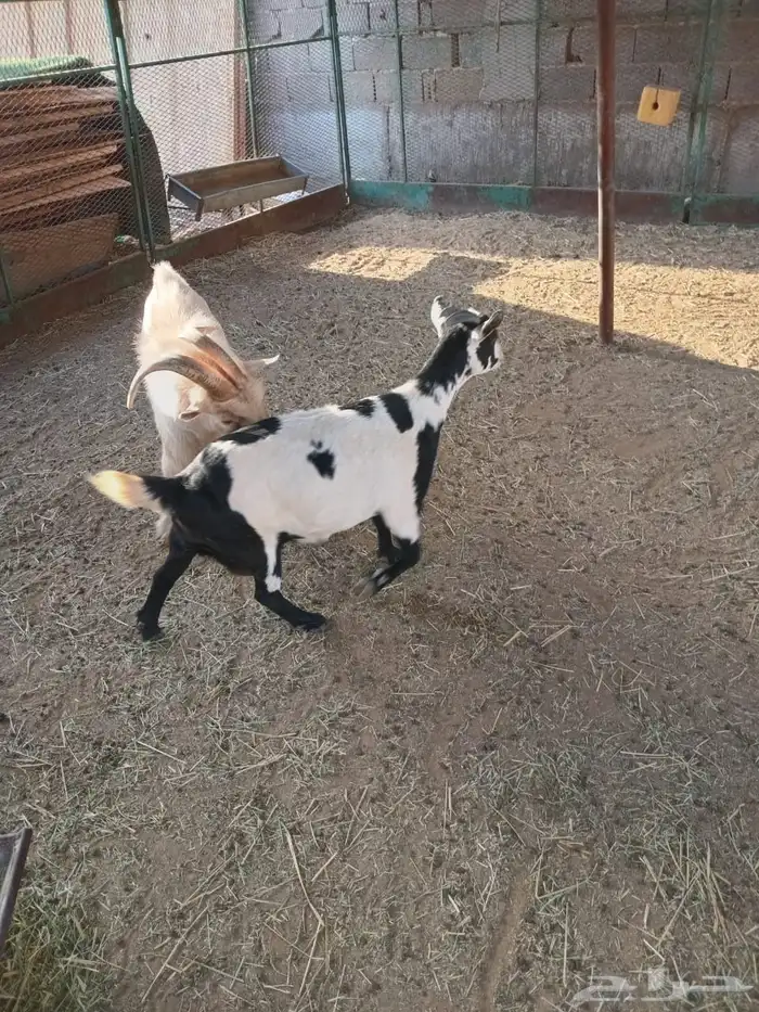 غنم (تيس قزم) 2