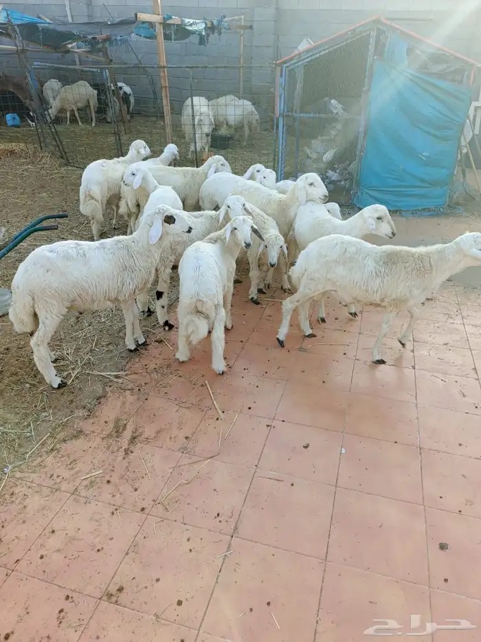 عروض اليوم الوطني طليان ورخال تربيه للمناسبات بيع جمله وتفري 6