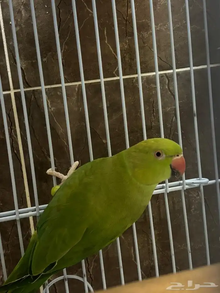 ببغاء 1