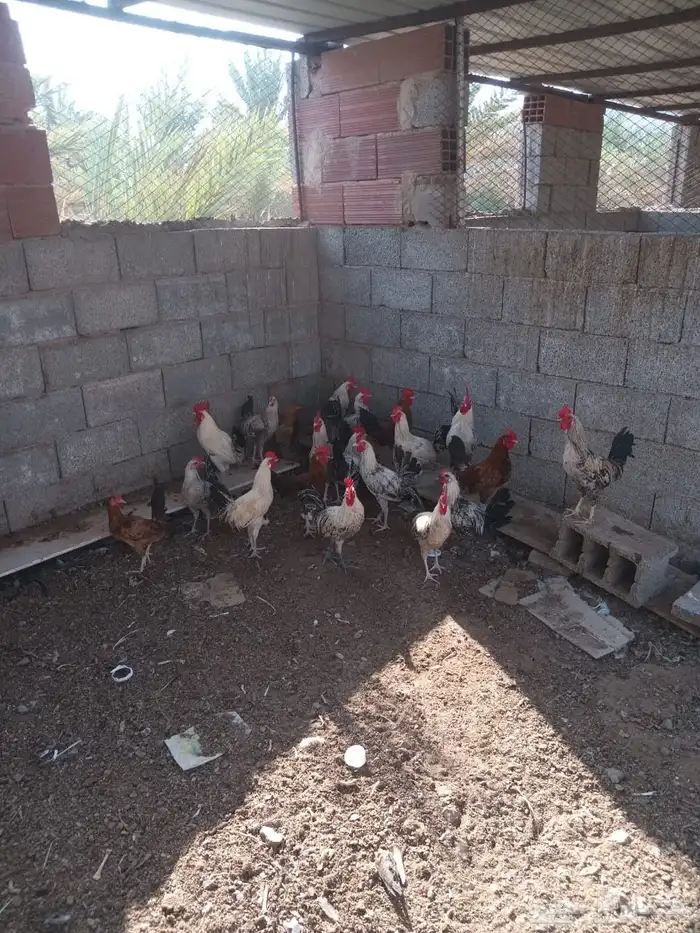 ديوك بلدي 0