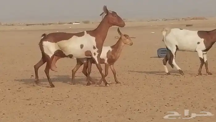 معزا محايليات للبيع 4