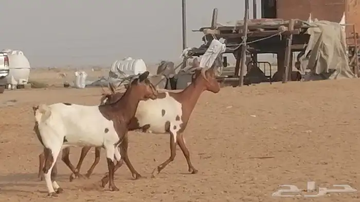 معزا محايليات للبيع 14