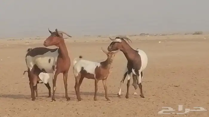 معزا محايليات للبيع 8