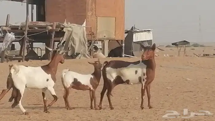 معزا محايليات للبيع 12