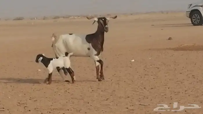 معزا محايليات للبيع 10