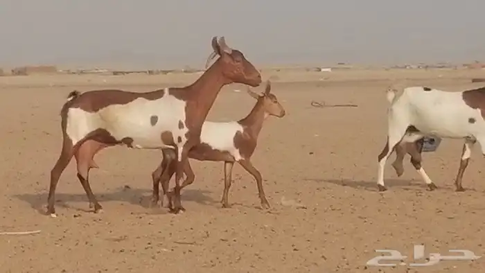 معزا محايليات للبيع 5