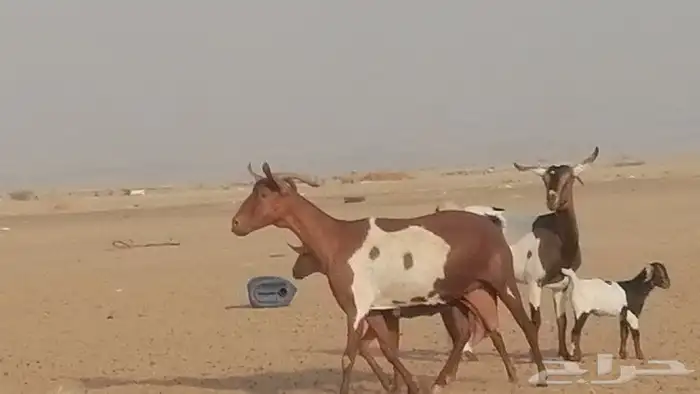 معزا محايليات للبيع 7