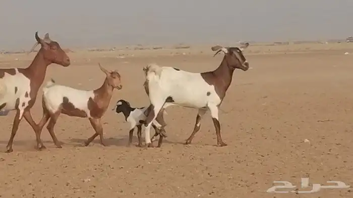 معزا محايليات للبيع 9