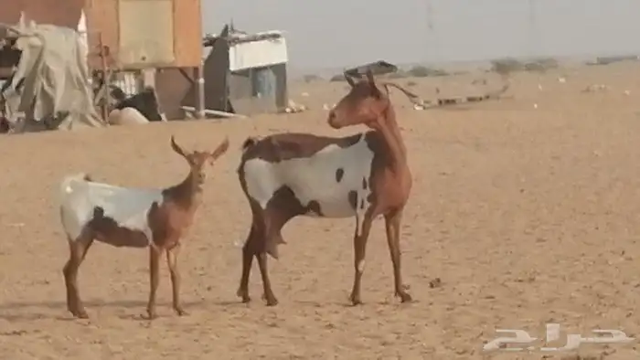 معزا محايليات للبيع 16