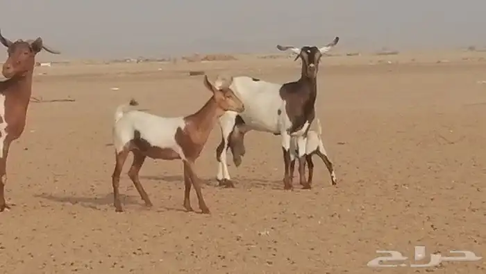 معزا محايليات للبيع 3