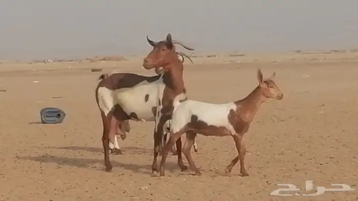 معزا محايليات للبيع 0