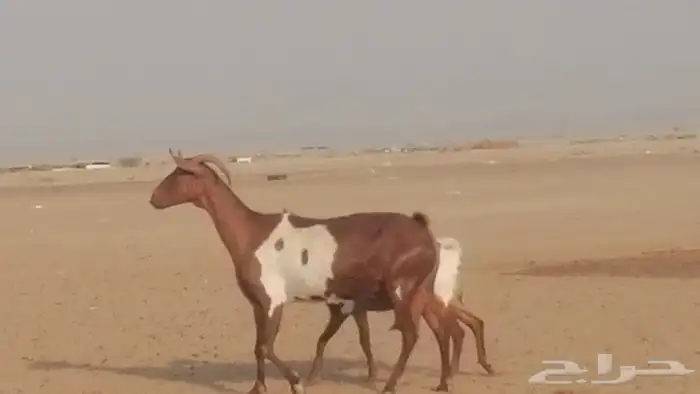 معزا محايليات للبيع 11