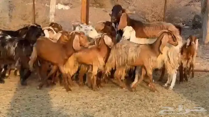 جفار مصريات صغار سن 4