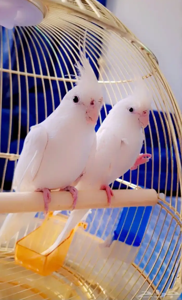 طيور كروان البينو ابيض منتج 0