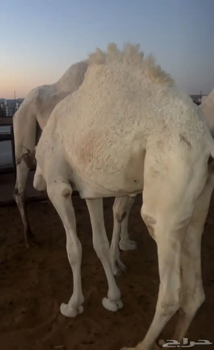 ضروبه وضح كفو 2