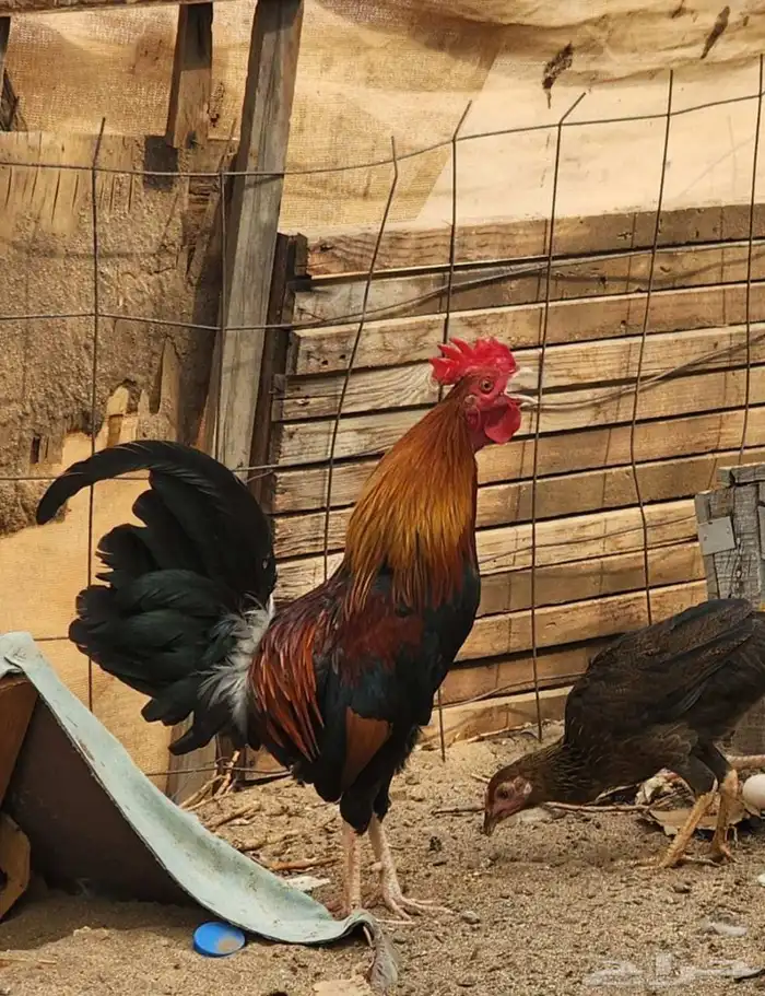 ديك عربي اصيل ودجاجتين بلدي 3