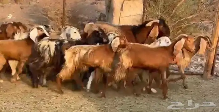 جفار مصريات صغار سن 3