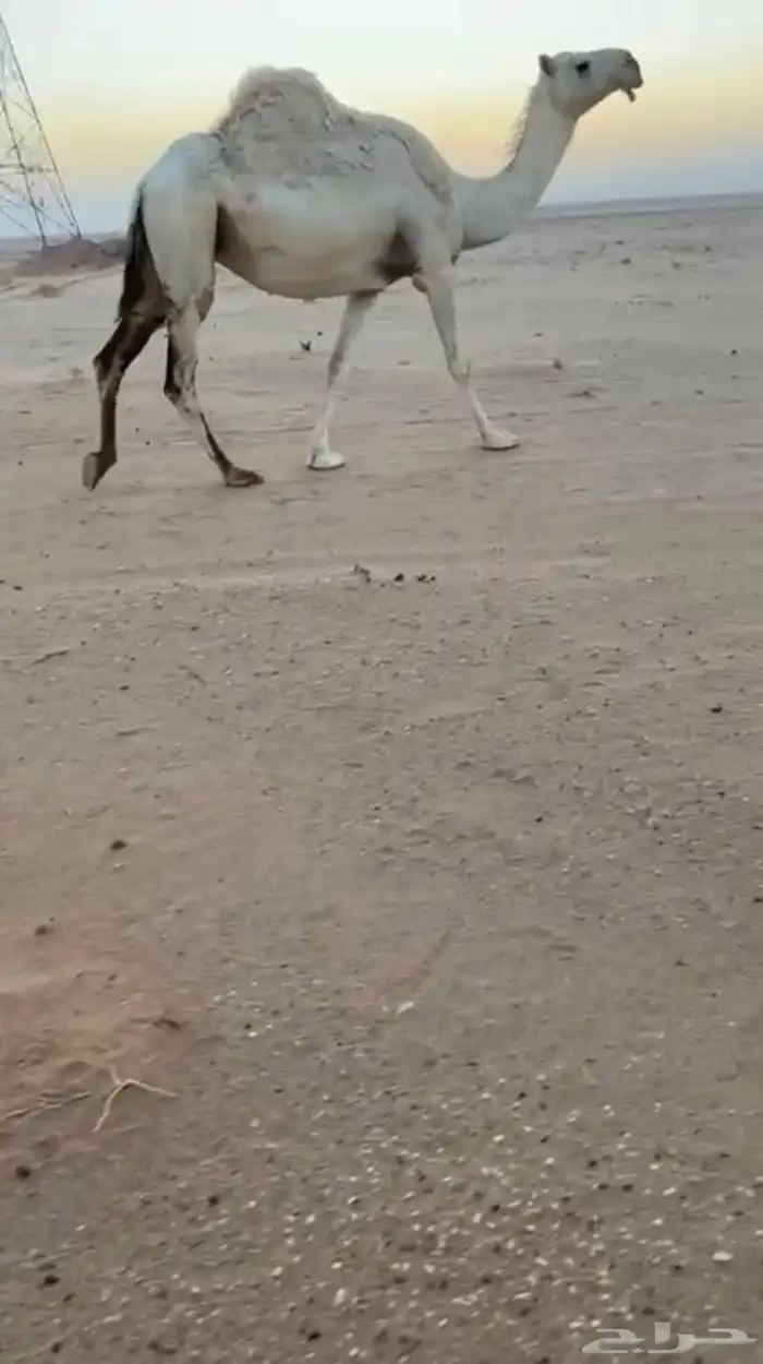 ناقه لقحه وعلى بعير ساسه رماني 0