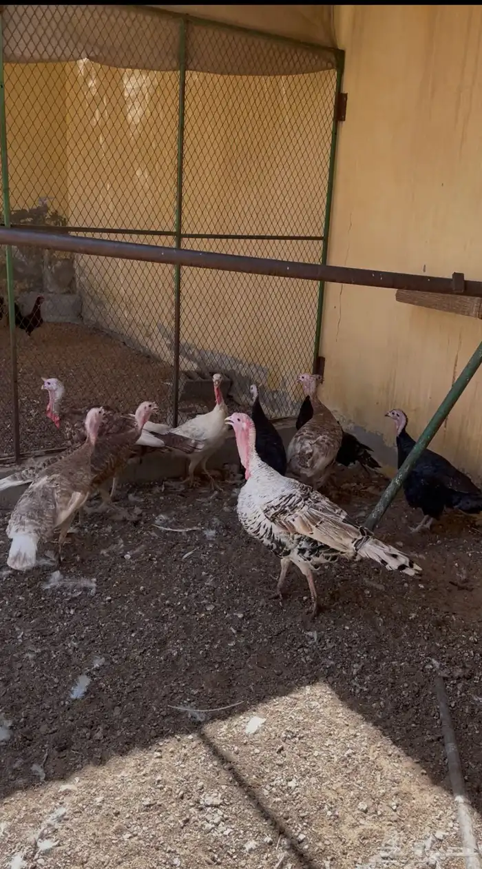 رومي للبيع 0