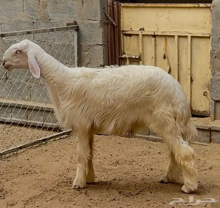 مشروع فحل مطور 0