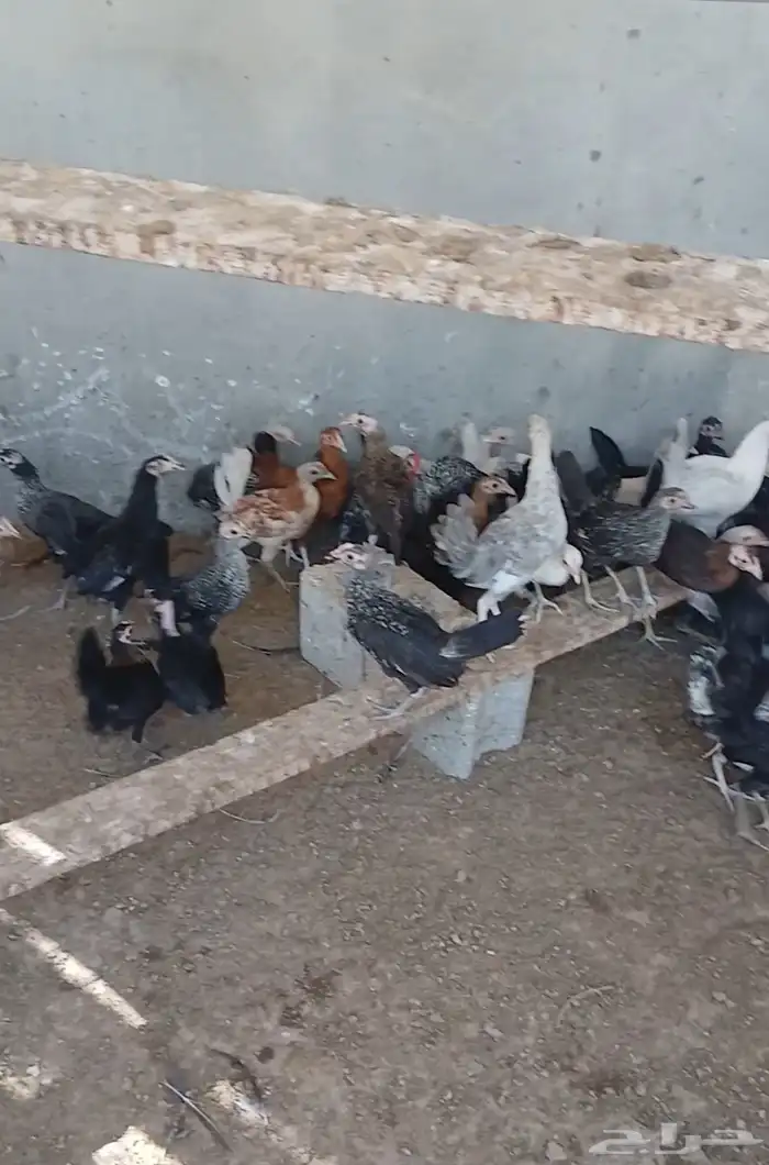 للبيع عمر تلت شهور وأربع شهور جمله او قطاعي فيومي وحساوي 1