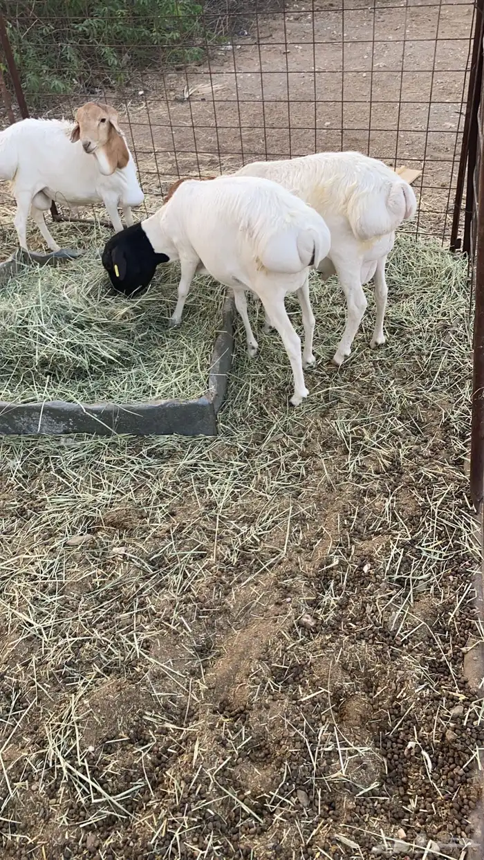 للبيع طليان برابر 2