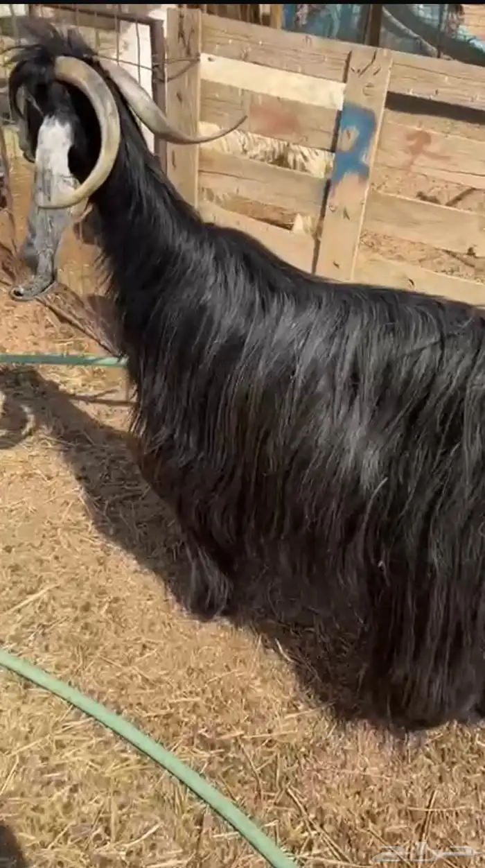 البيع عنز حليب 0