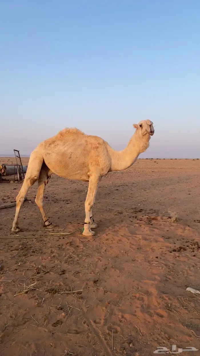 للبيع جمل 2