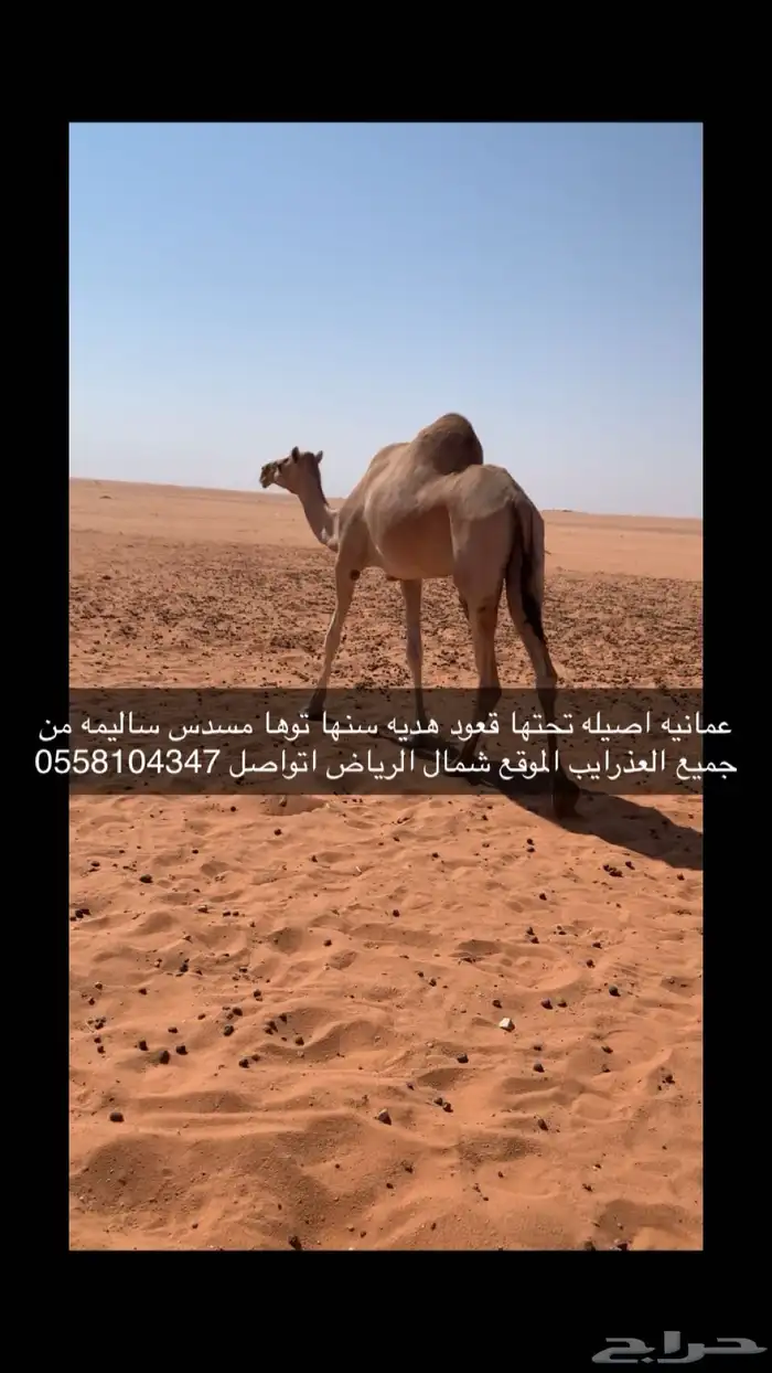 للبيع ناقه 0