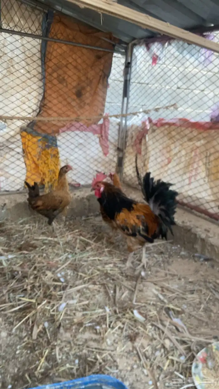 للبيع دجاج بلدي كفو شرط يبيض ويرجن 2