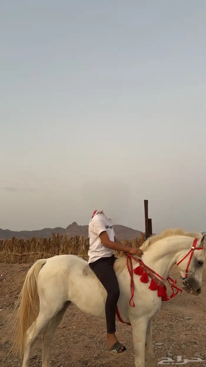 حصان جزيري 1
