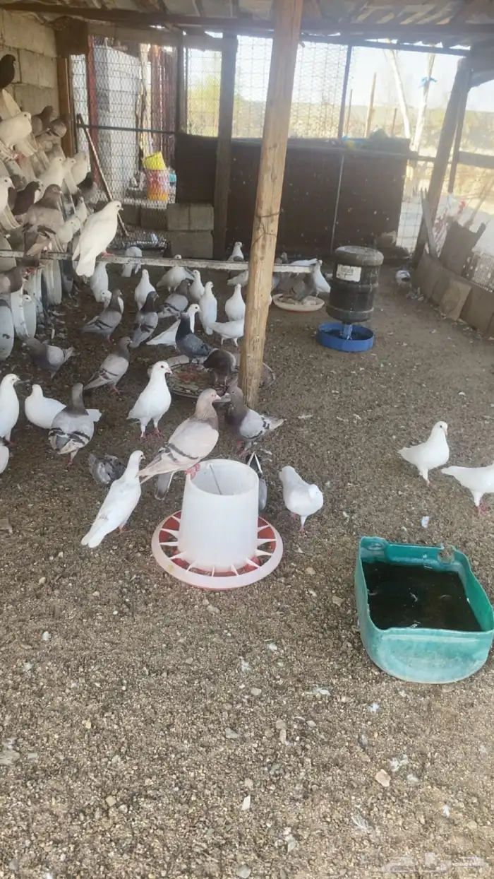 حمام فرنسي 5