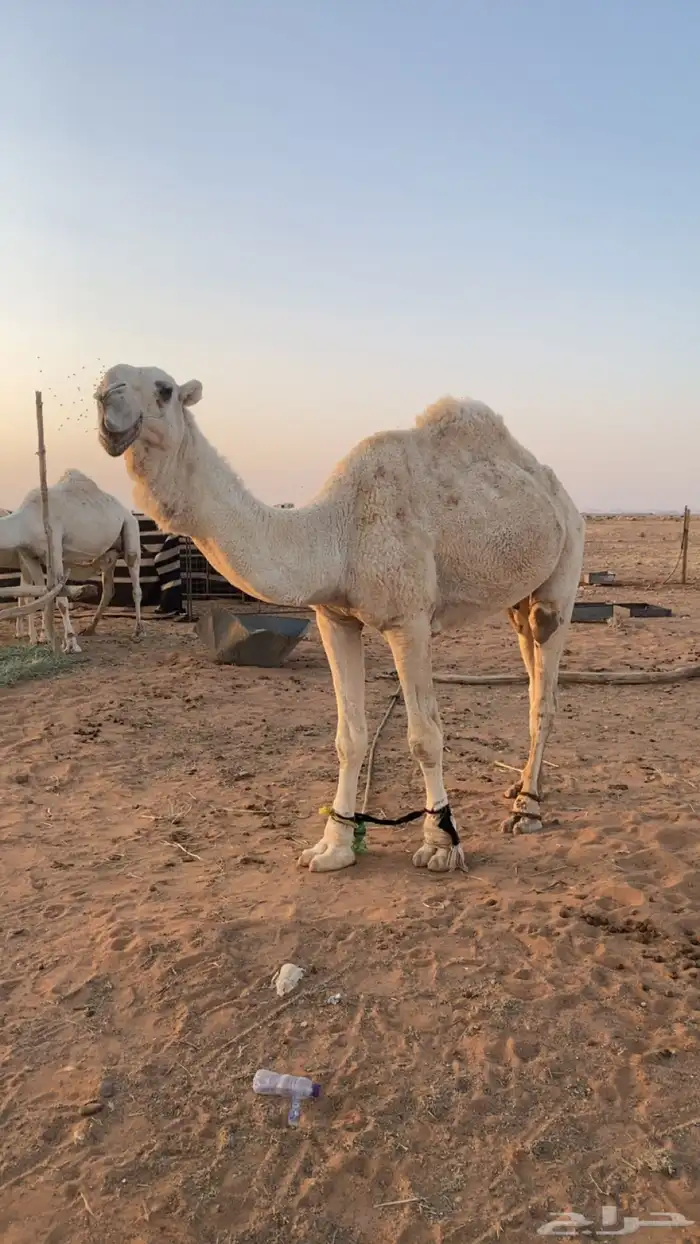 للبيع جمل 3