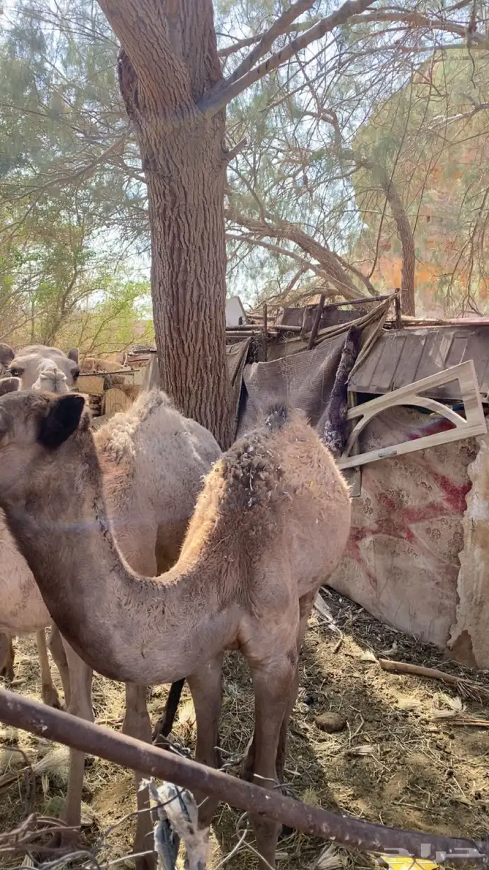 قعود لبيع مفرود 0