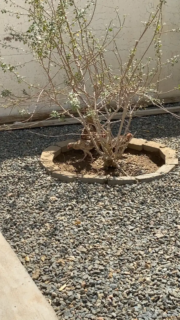 دجاج كفو 1