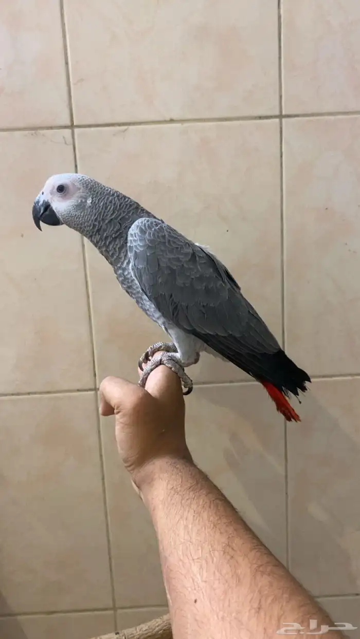 فرخ كاسكو انتاج محلي 2