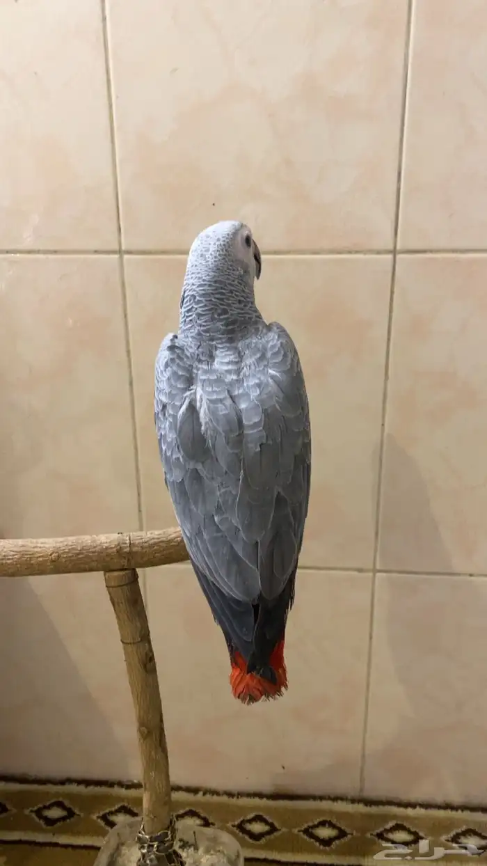 فرخ كاسكو انتاج محلي 1