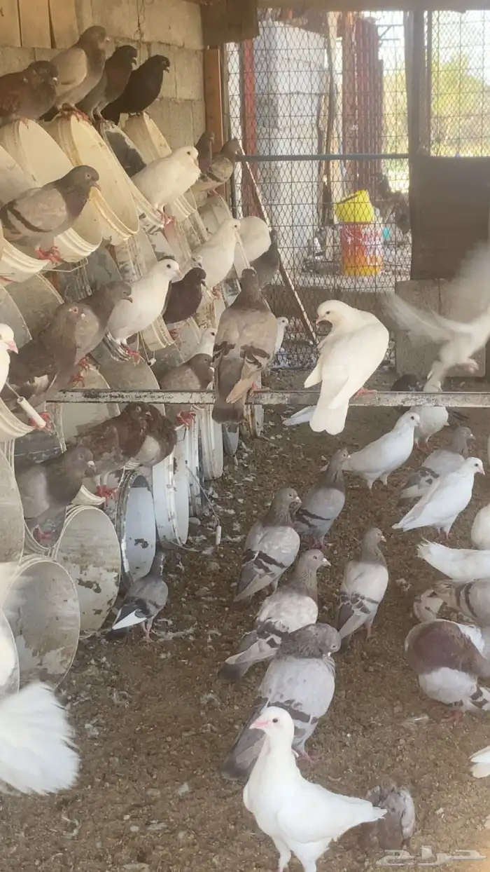 حمام فرنسي 1