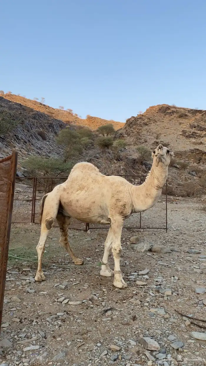 فحل للبيع 1