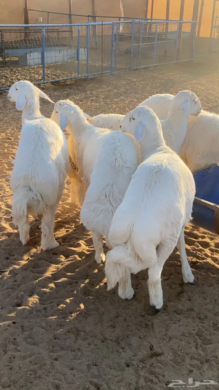 طليان للبيع 0