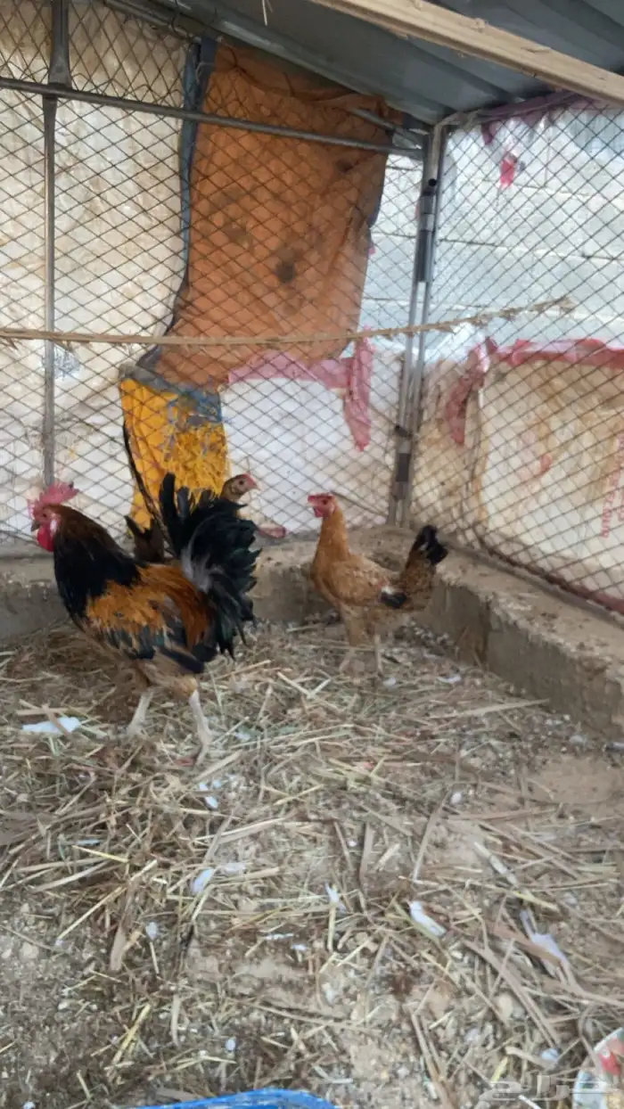 للبيع دجاج بلدي كفو شرط يبيض ويرجن 1