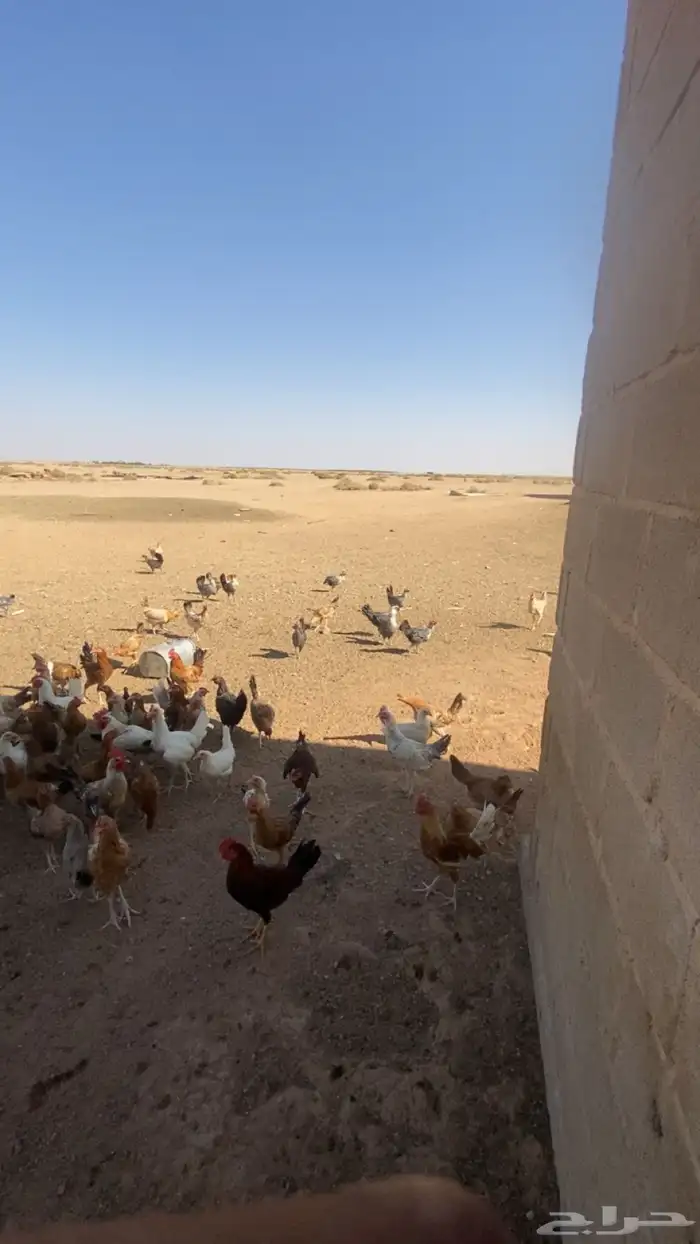دجاج بشاير  ديوك 2