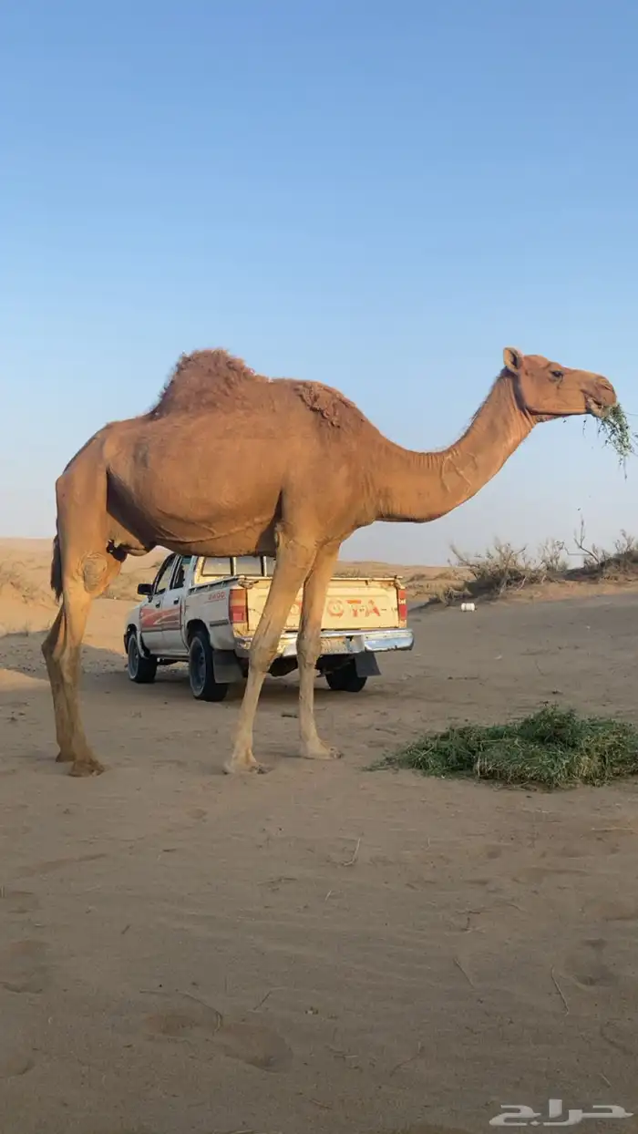 ناقه حمرا حايل طيبه 2