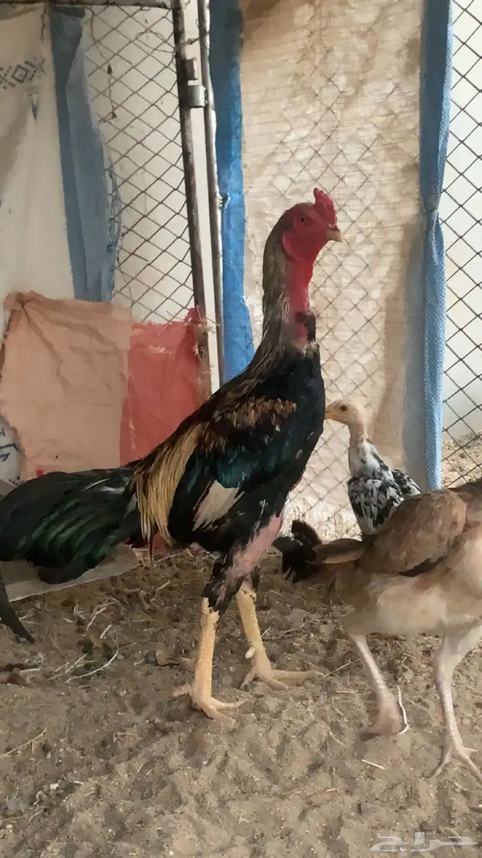 للبيع فرخ باكستاني 9