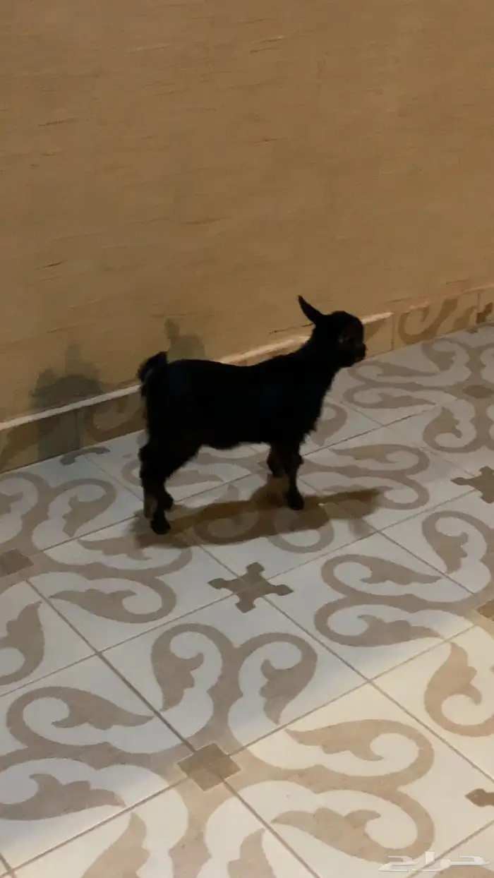 تيس قزم 1