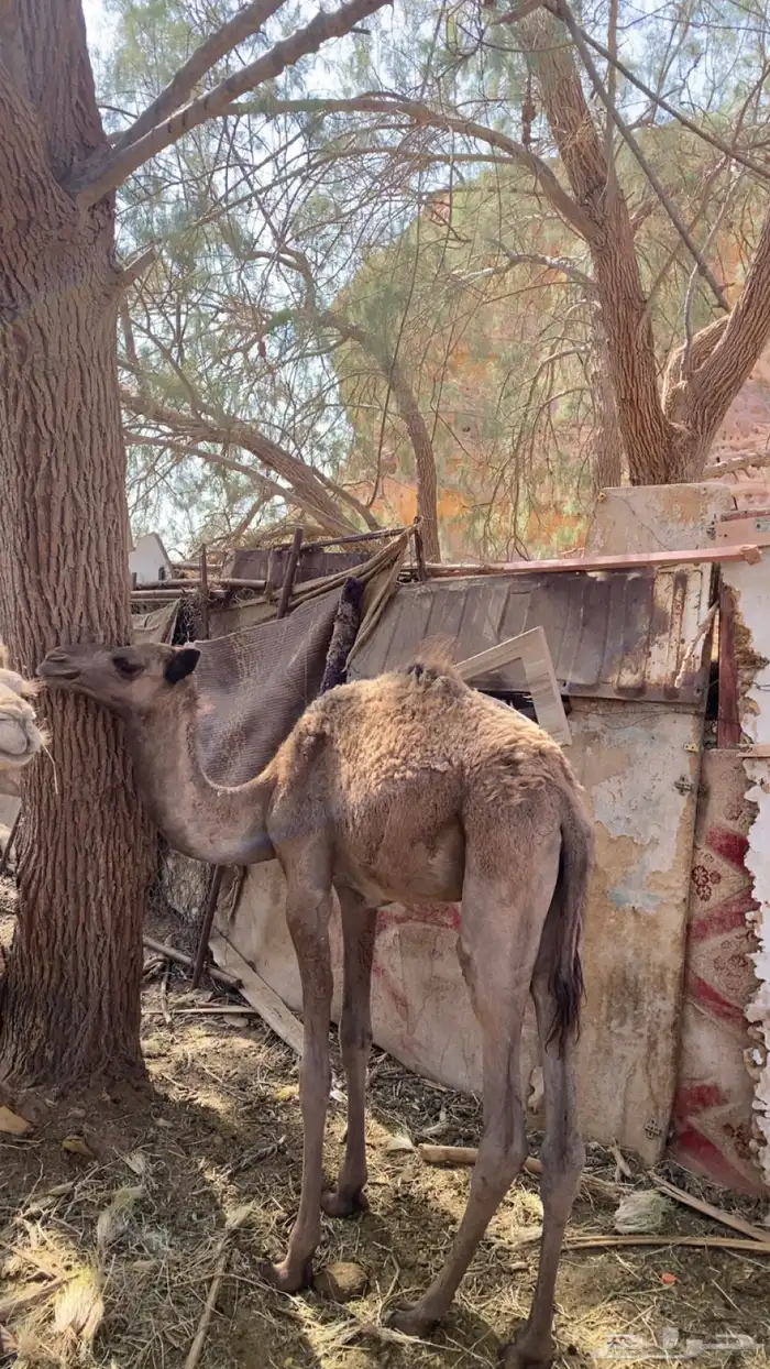 قعود لبيع مفرود 2